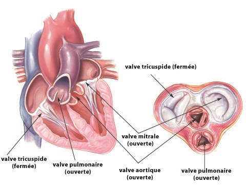La chirurgie des valves cardiaques et les pathologies traitées - Lyon/Annecy